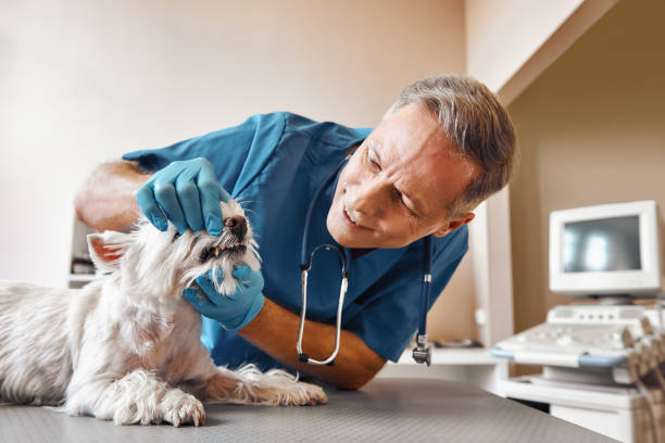 Best Mobile Emergency Dentist in Wesley Hills, NY